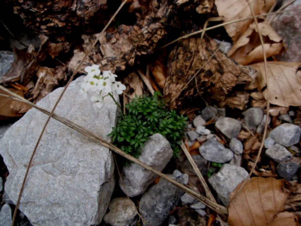brassicacea 1 - Hornungia alpina ?